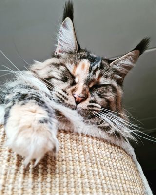Maine Coon geschiedenis oorsprong | Maine Coon cattery